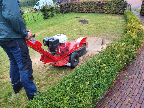 dikke rode beuk fresen met stobbenfrees