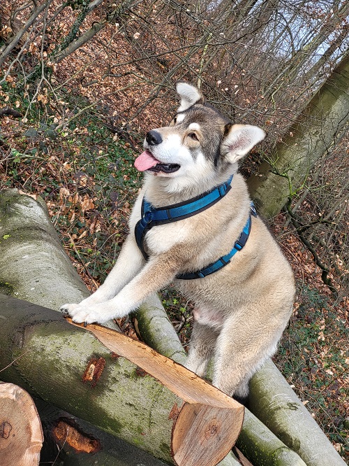 bolt in oosterbeek
