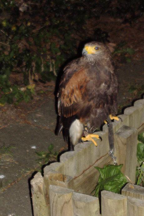 buizerd zaltbommel