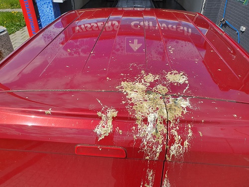 vogel leeg geknepen op auto