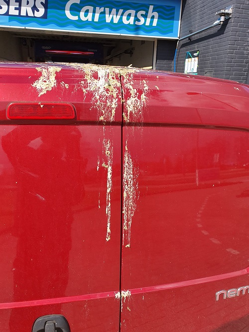 stront vogel op auto