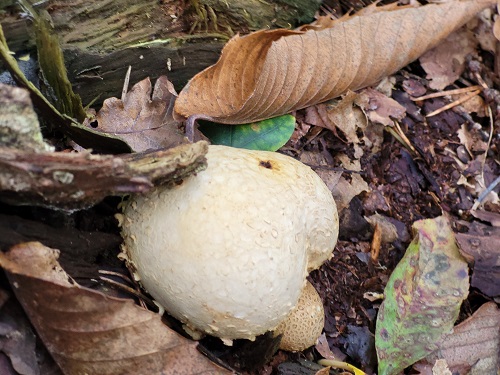 gele aardappel bovist