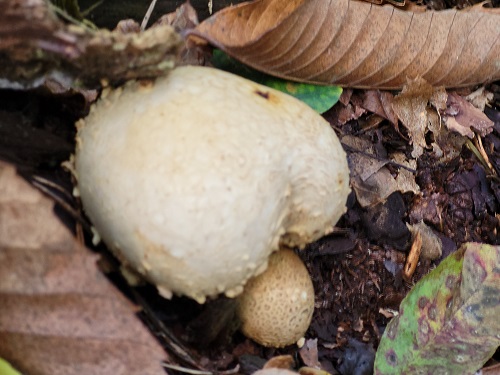 poepende gele aardappel bovist