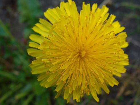 close up bloem