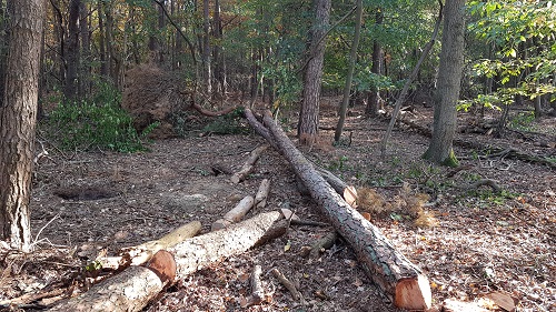 ruimte maken in het bos