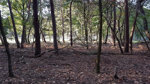 ruimte in het bos