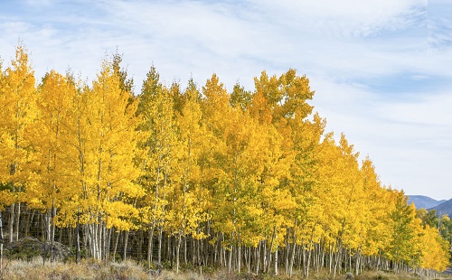 pando ratelpopulier