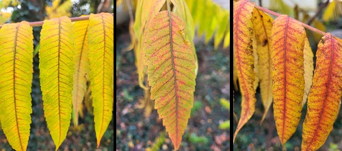 herfstkleuren fluweelboom oktober 2022 