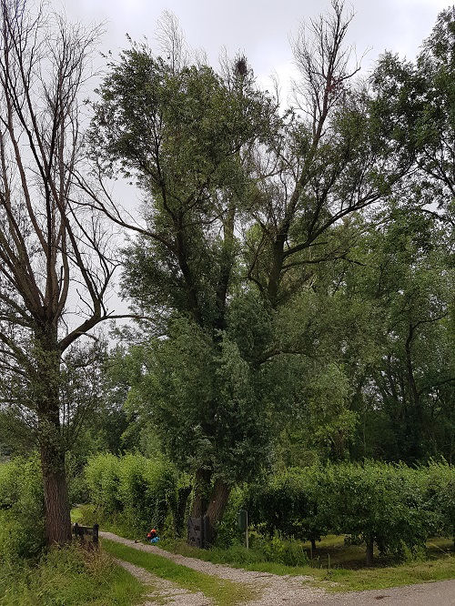 populier voor aanvang werkzaamheden 2019