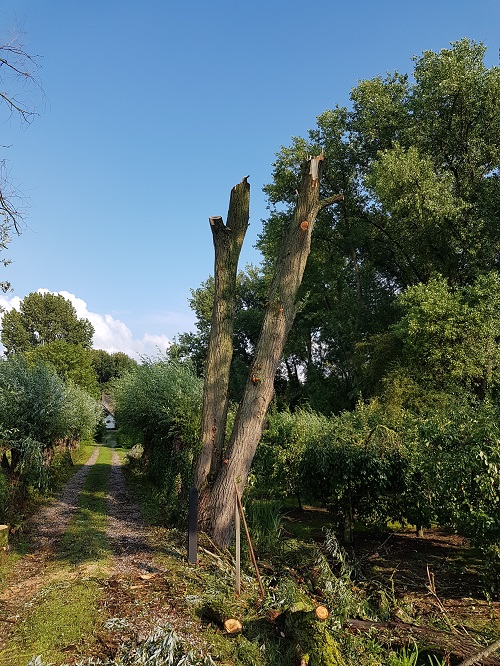 takken verwijderen met een hoogwerker