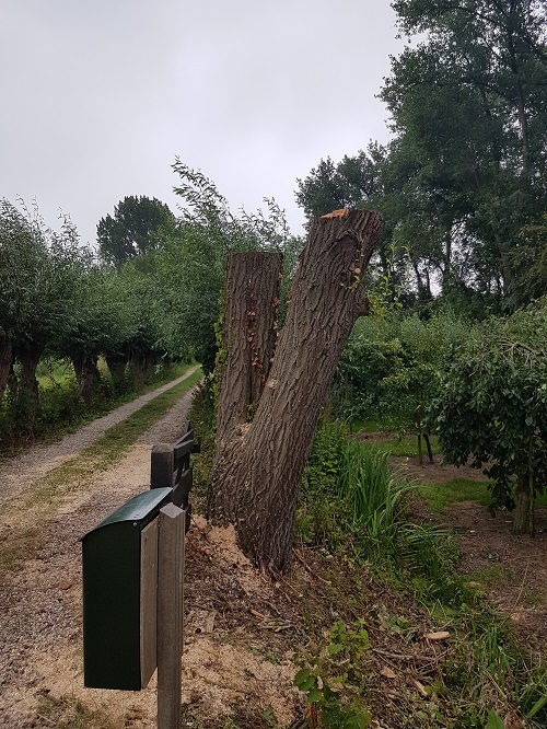 van 23 meter populier naar 3 meter knotwilg beeld met overhangen