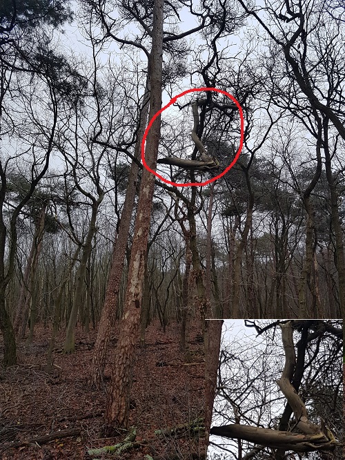 afgebroken tak van den in eik