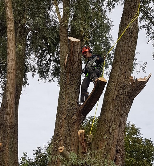 harre hangend in een boom om takken te verwijderen