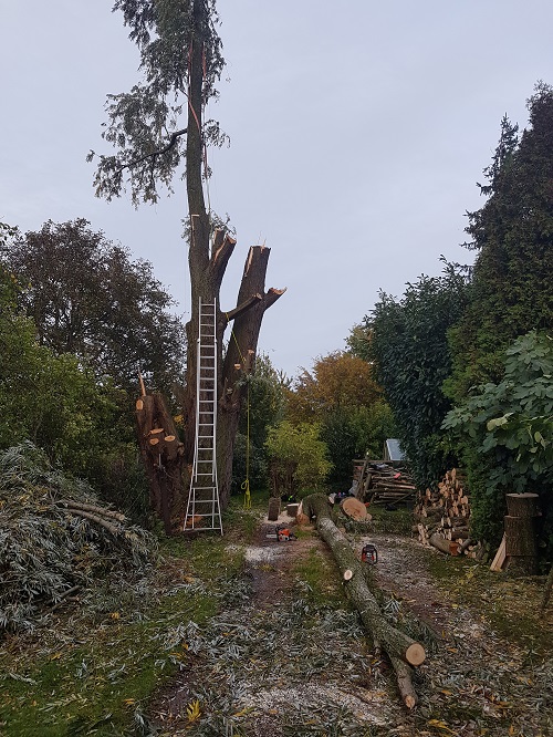 één na laatste stam op de grond