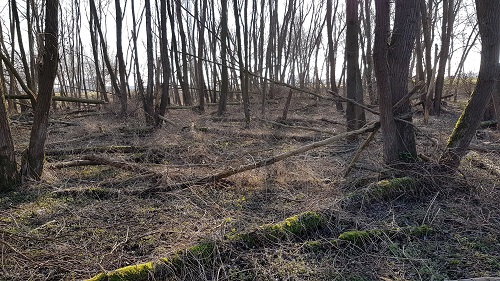 brabants hout bos