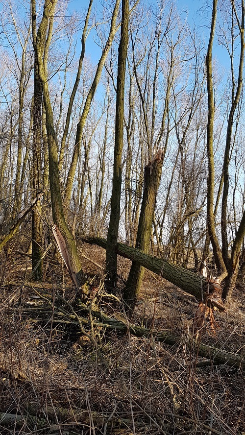 brabants bos