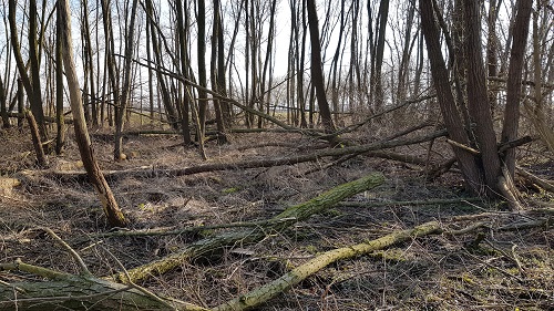 brabants houtbos