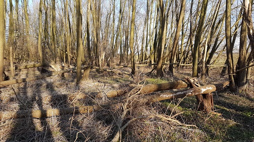 brabants hout bos