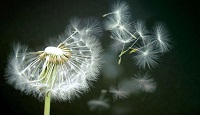 paardenbloem zaden in de wind, dood