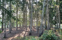 onderhoud bos