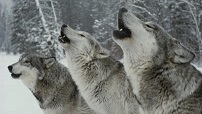 wolven