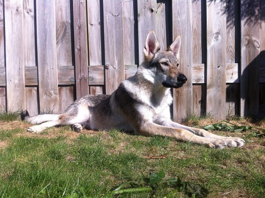 siro in de tuin