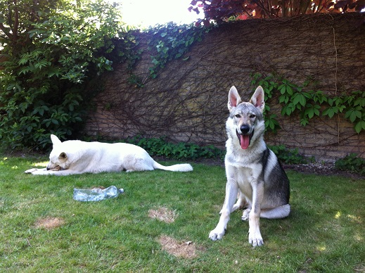 sky en siro in de tuin