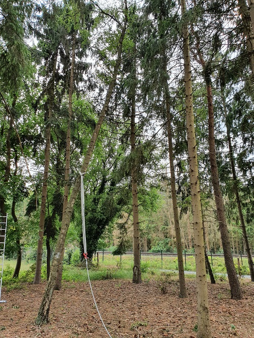 treklier als voorbereiding in een hangende boom