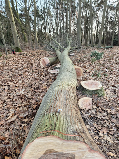 rond de 30 meter lange eiken