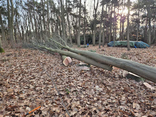 eiken liggend in het bos