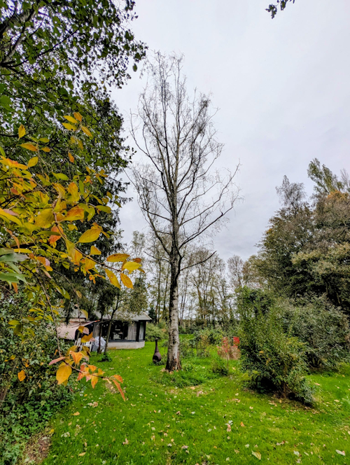 berk voor verwijdering harre's tree removal