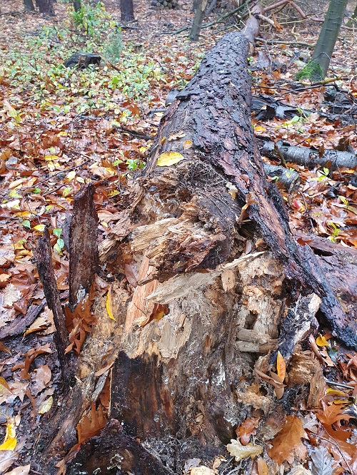 breekpunt omgevallen dode grove den