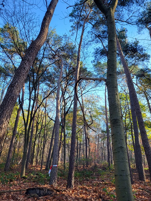 grove den afgebroken wortels