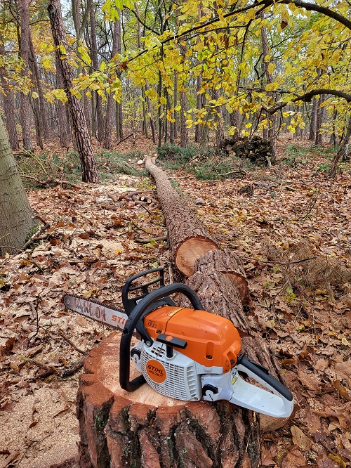 zieke grove den, 15 meter, verwijderd