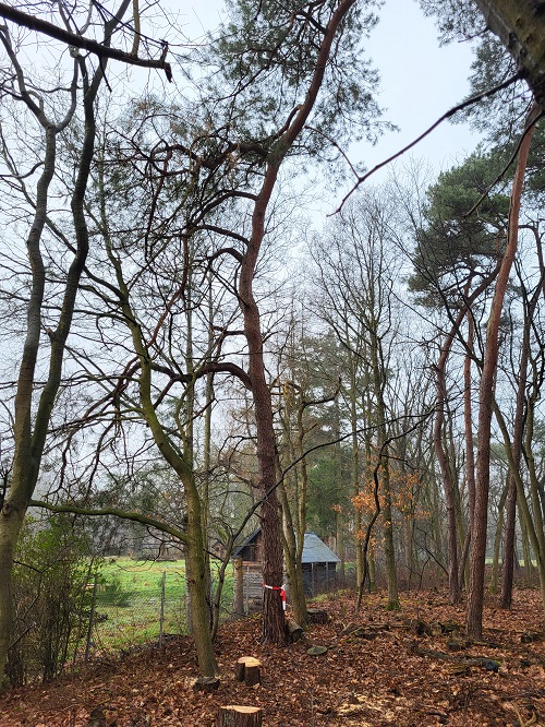 grove den hangend over een omheining