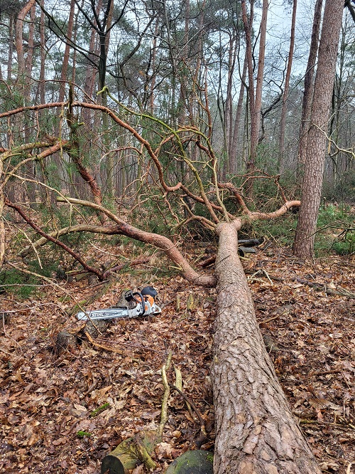grove den plat in het bos