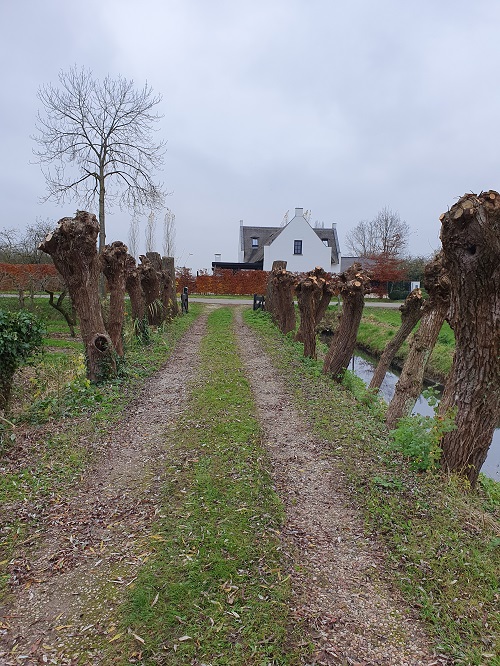 gensnoeide knotwilgen voor aan de oprit