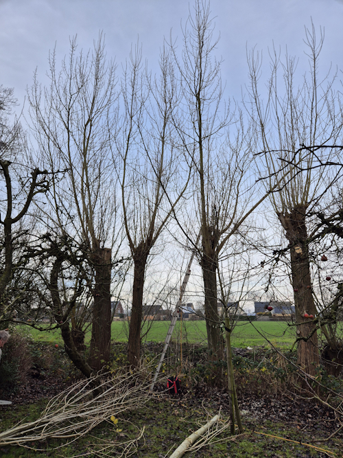 getopte populieren die uit blijven lopen