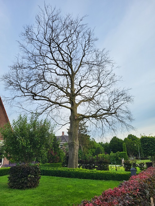 dode grote rode beuk