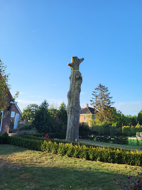 laatste stamdeel van de rode beuk