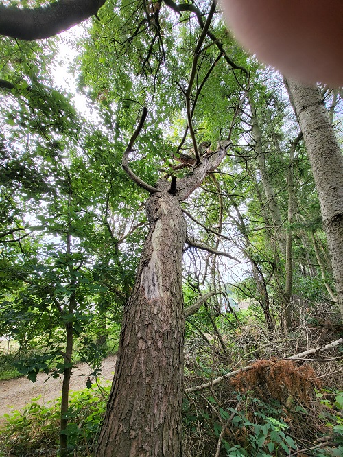 dode en hangende grove den
