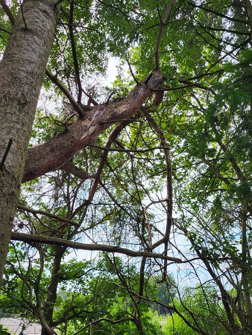 dode en hangende grove den