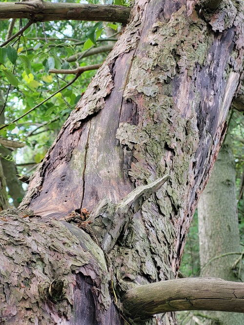 scheuren in stam van dode grove den