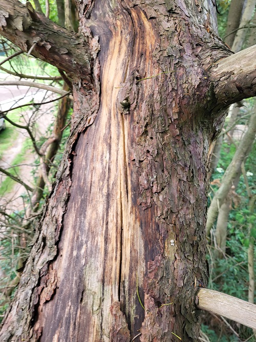 scheuren in stam van dode en hangende grove den