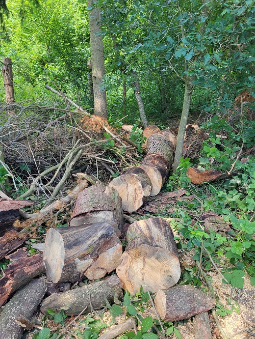 dode grove den op de grond als kachelhout