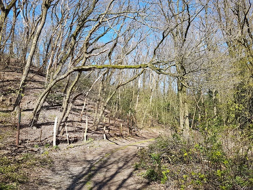 eiken groeien horizontaal