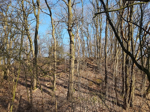 natuurlijke wal met bos