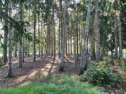 overzicht bosperceel juni 2020 harre's tree removal