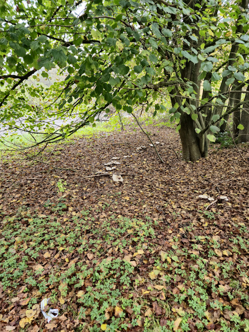 heksenkring zwam