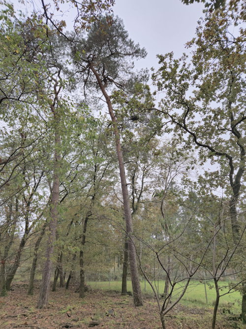 volwassen grove den